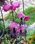 fotografie Záhradné kvety Fialový Zvonček Viniča (Rhodochiton), ružová