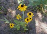 Foto Flores de jardín Negro De Ojos Susan, Equinácea Oriental, Naranja Equinácea, Equinácea Vistoso (Rudbeckia), amarillo