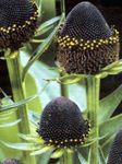foto Black-Eyed Susan, Echinacea Orientale, Arancio Echinacea, Echinacea Appariscente caratteristiche