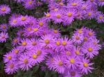 Foto Have Blomster Ialian Aster (Amellus), pink
