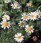 Foto Flores de jardín Aster Ialian (Amellus), blanco