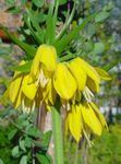 Photo les fleurs du jardin Couronner Fritillaria Impériales , jaune