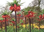 フォト 庭の花 帝国バイモクラウン (Fritillaria), 赤