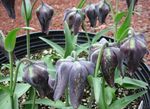 Fil Trädgårdsblommor Krona Imperial Fritillaria , svart