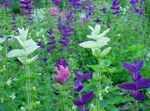 foto I fiori da giardino Salvia Sclarea, Salvia Dipinto, Horminum Salvia , bianco