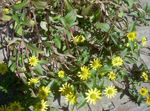 Photo les fleurs du jardin Rampante Zinnia, Sanvitalia , jaune