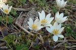 Photo Garden Flowers Bloodroot, Red Puccoon (Sanguinaria), white