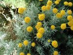 Levendula Pamut, Szent Növény, Talaj Ciprus, Ciprus Vékony, Zöld Cipruska