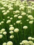 Fil Trädgårdsblommor Lavendel Bomull, Helig Ört, Mark Cypress, Petite Cypress, Grön Santolina , vit