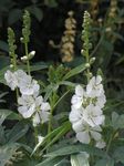 სურათი ბაღის ყვავილები Checkerbloom, მინიატურა Hollyhock, Prairie Mallow, ქვა ბალბის (Sidalcea), თეთრი
