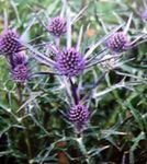 foto I fiori da giardino Mare Ametista Agrifoglio, Eryngo Alpine, Mare Alpine Agrifoglio (Eryngium), lilla