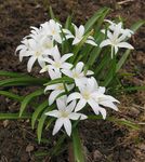 Foto Gartenblumen Schneeglanz (Chionodoxa), weiß