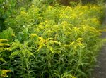 Foto Gartenblumen Goldrute (Solidago), gelb