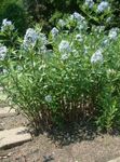 foto Flores do Jardim Azul Dogbane (Amsonia tabernaemontana), luz azul