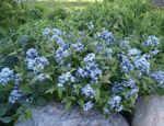 Foto Dārza Ziedi Blue Dogbane (Amsonia tabernaemontana), gaiši zils