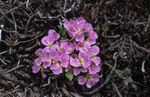 სურათი ბაღის ყვავილები Solms-Laubachia , ვარდისფერი