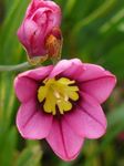 სურათი ბაღის ყვავილები Sparaxis, არლეკინი Flower , ვარდისფერი
