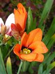 სურათი ბაღის ყვავილები Sparaxis, არლეკინი Flower , ფორთოხალი