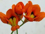 სურათი ბაღის ყვავილები Sparaxis, არლეკინი Flower , წითელი