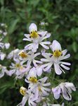 სურათი ბაღის ყვავილები ღარიბი ადამიანის ორქიდეა, პეპელა ყვავილი (Schizanthus), თეთრი