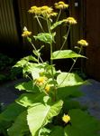 フォト 庭の花 Telekia、黄色ハマシギ、心葉ハマシギ (Telekia speciosa), 黄
