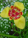 Photo Tiger Flower, Mexican Shell Flower (Tigridia pavonia), yellow