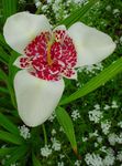 fotografie Tiger Kvetina, Mexická Shell Kvetina (Tigridia pavonia), biely