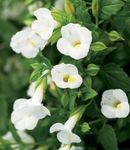 Foto Klauns Ziedu, Ķīli Zieds (Torenia), balts