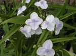Fil Trädgårdsblommor Virginia Spiderwort, Damens Tårar (Tradescantia virginiana), vit