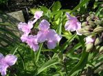 フォト 庭の花 バージニア州のクモ麦汁、女性の涙 (Tradescantia virginiana), ピンク