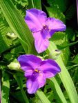フォト 庭の花 バージニア州のクモ麦汁、女性の涙 (Tradescantia virginiana), ライラック