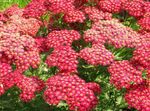 სურათი ბაღის ყვავილები Yarrow, Milfoil, Staunchweed, Sanguinary, Thousandleaf, ჯარისკაცის Woundwort (Achillea), წითელი