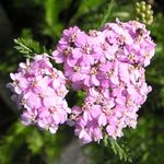 სურათი ბაღის ყვავილები Yarrow, Milfoil, Staunchweed, Sanguinary, Thousandleaf, ჯარისკაცის Woundwort (Achillea), ვარდისფერი