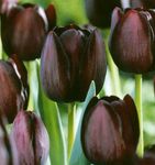Bilde Hage blomster Tulipan , burgunder