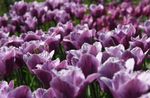 foto Tuin Bloemen Tulp (Tulipa), purper
