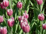 fénykép Kerti Virágok Tulipán (Tulipa), rózsaszín