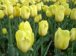fotografie Zahradní květiny Tulipán (Tulipa), žlutý