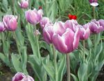 fotografie Zahradní květiny Tulipán (Tulipa), šeřík