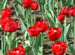 Foto Gartenblumen Tulpe (Tulipa), rot