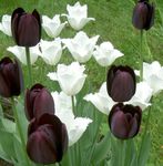 fotografie Záhradné kvety Tulipán (Tulipa), čierna