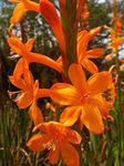 Foto Gartenblumen Watsonia, Signalhorn Lilie , orange