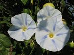 Foto Winde, Blaue Dämmerung Blumen (Ipomoea), weiß