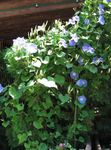 Nuotrauka Sodo Gėlės Morning Glory, Mėlyna Gėlė Aušros (Ipomoea), šviesiai mėlynas