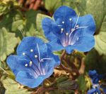 Kalifornische Bluebell, Lacy Phacelia, Blau Locken, Raupe, Fiddleneck, Spinnenblume, Wild Heliotrop