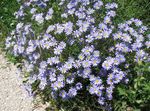 fotografie Zahradní květiny Modrá Sedmikráska, Modrá Kopretina (Felicia amelloides), světle modrá