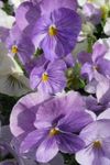 照 园林花卉 中提琴，三色堇 (Viola  wittrockiana), 紫丁香