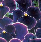 Photo bláthanna gairdín Viola, Pansy (Viola  wittrockiana), dubh