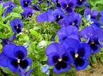 φωτογραφία Λουλούδια κήπου Βιόλα, Πανσές (Viola  wittrockiana), μπλε