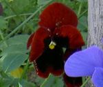 Photo Garden Flowers Viola, Pansy (Viola  wittrockiana), burgundy