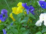 Photo bláthanna gairdín Viola, Pansy (Viola  wittrockiana), gorm éadrom